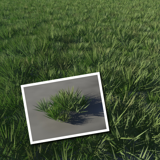 Rough tufty grass with a single tuft inset.